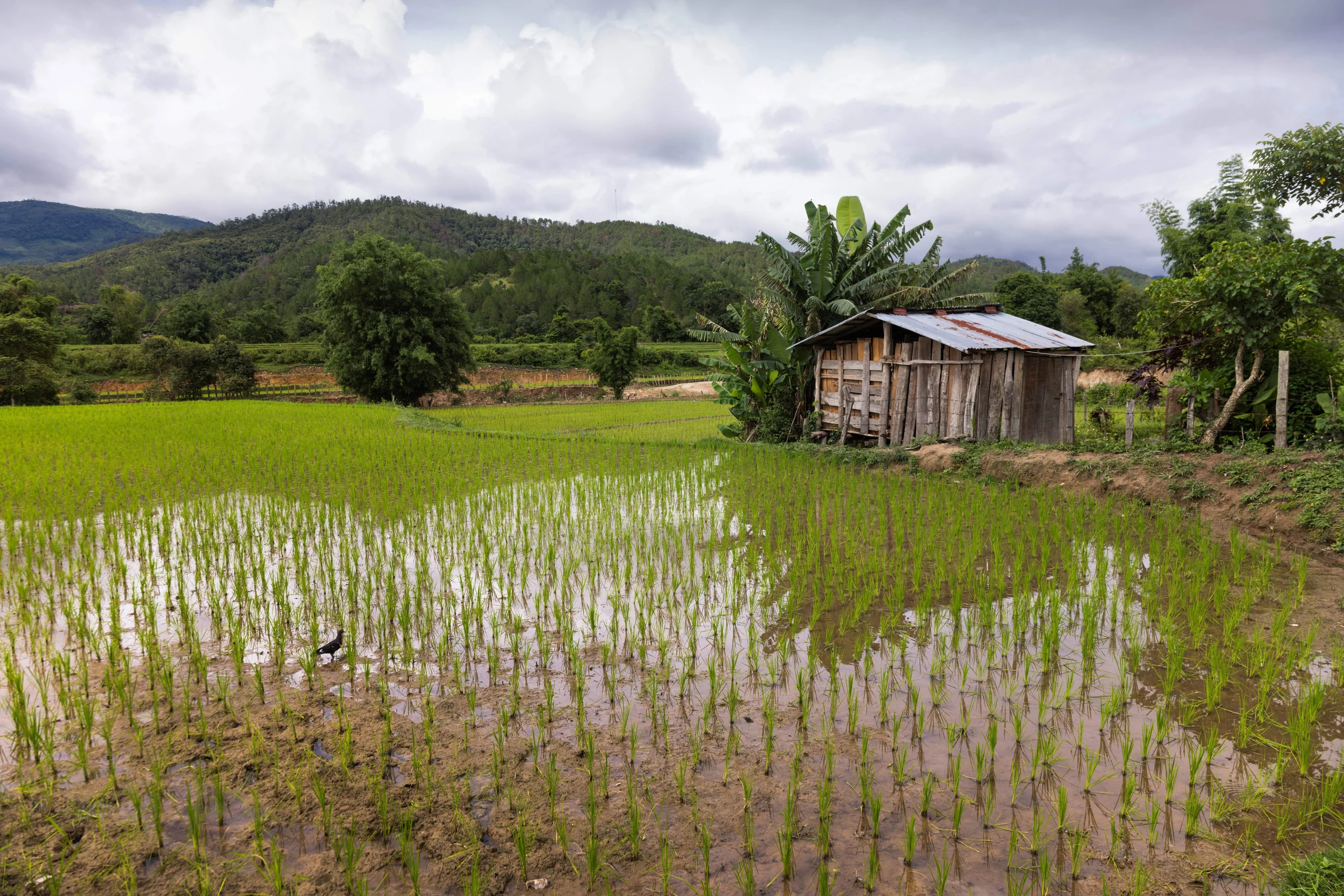 Sternenwochen Laos